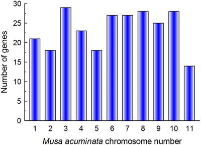 Genome-Wide Analysis of Basic Helix-Loop-Helix Transcription Factors to Elucidate Candidate Genes Related to Fruit Ripening and Stress in Banana (Musa acuminata L. AAA Group, cv. Cavendish)